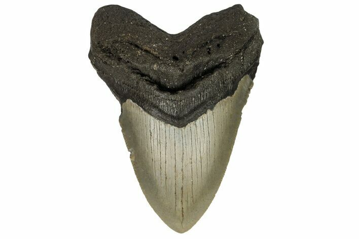 Serrated, Fossil Megalodon Tooth - North Carolina #190642